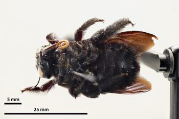 Media type: image;   Entomology 810642 Aspect: habitus ventral view